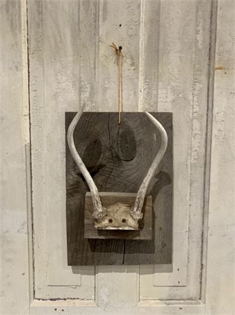 Rustic 2 point Buck Stag Antler Mount on Old Barn Wood Slab