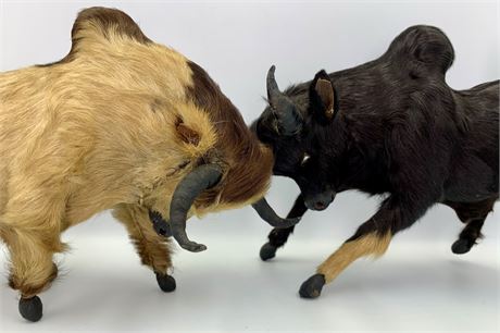 2 Antique 1920s Genuine Hide Brahma Bull 12” Glass Eye Animal Figurine